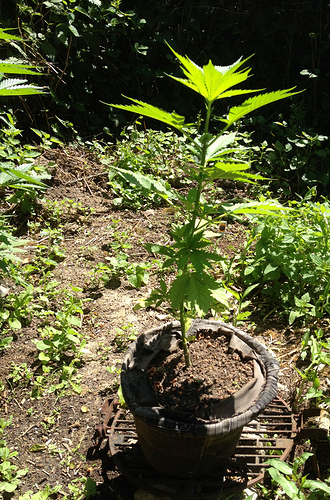 Growreport Bild 7