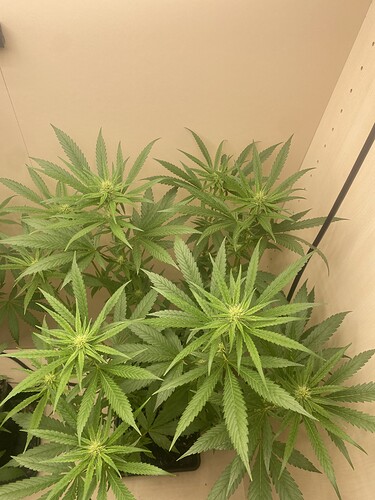 Growreport Bild 4