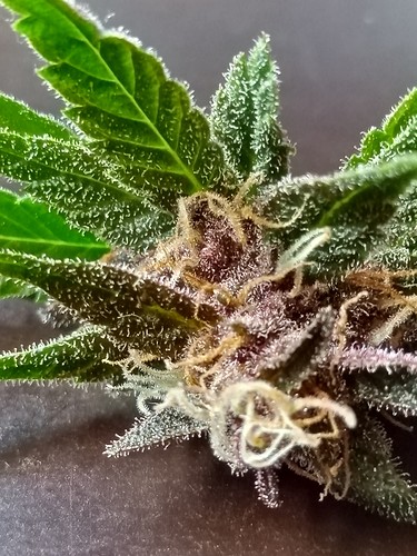 Growreport Bild 43