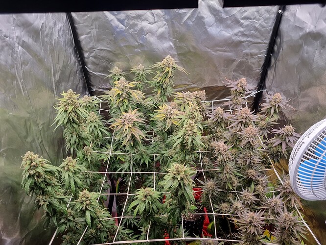 Growreport Bild 29