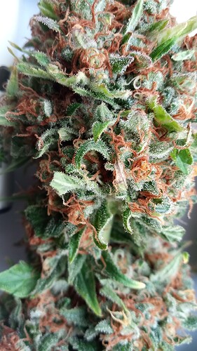 Growreport Bild 30