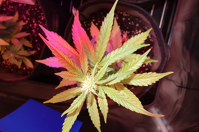 Growreport Bild 7