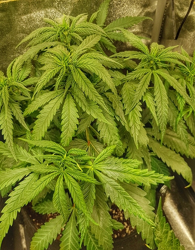 Growreport Bild 11