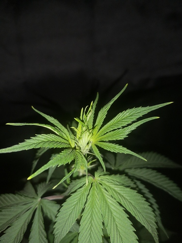 Growreport Bild 7
