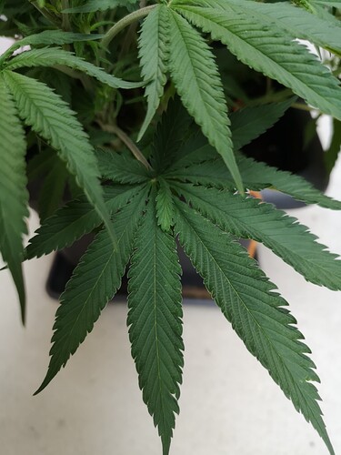 Growreport Bild 4