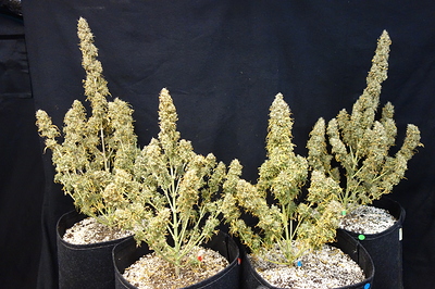 Growreport Bild 3
