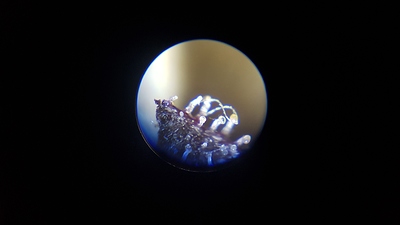 Growreport Bild 2