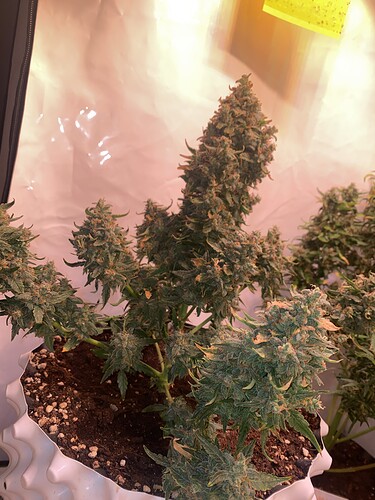 Growreport Bild 4