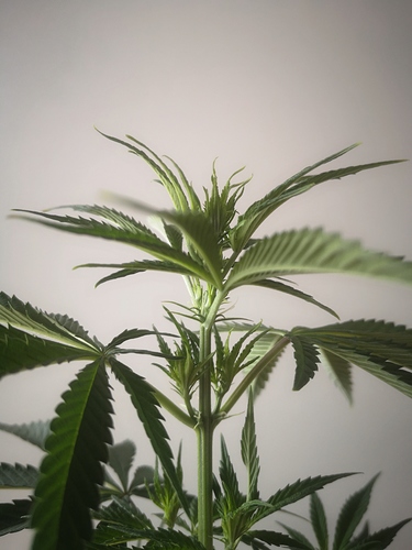 Growreport Bild 4