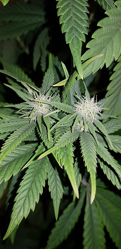 Growreport Bild 5