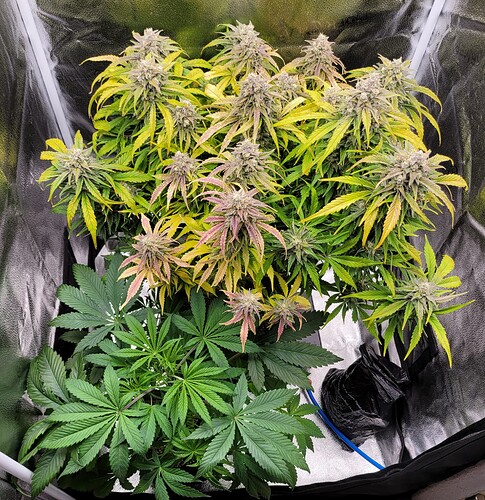 Growreport Bild 1