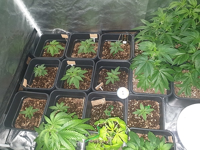 Growreport Bild 1