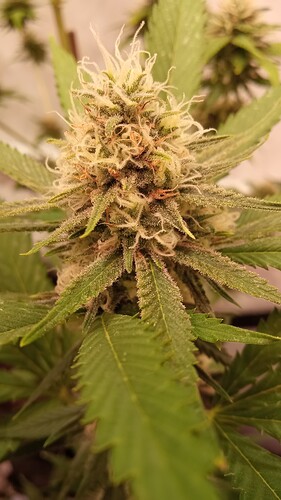 Growreport Bild 44