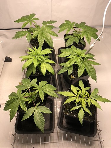 Growreport Bild 15