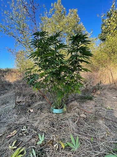 Growreport Bild 5