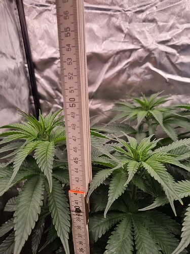 Growreport Bild 35