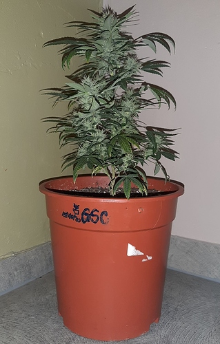Growreport Bild 7