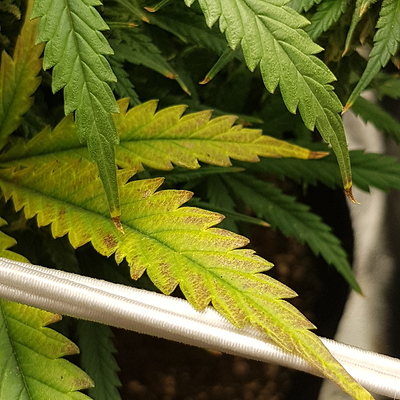 Growreport Bild 18