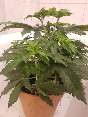 Growreport Bild 7