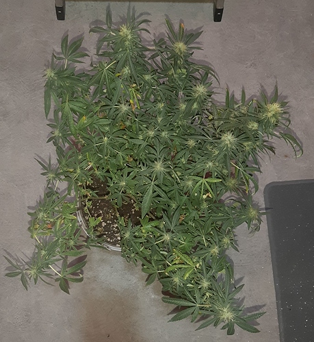 Growreport Bild 2