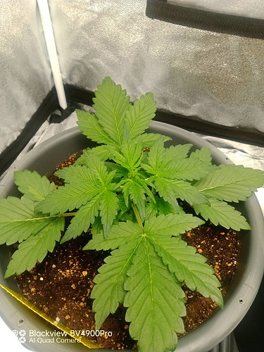 Growreport Bild 3