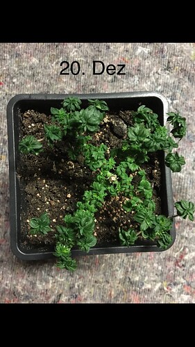 Growreport Bild 10