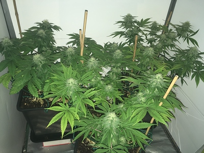 Growreport Bild 2