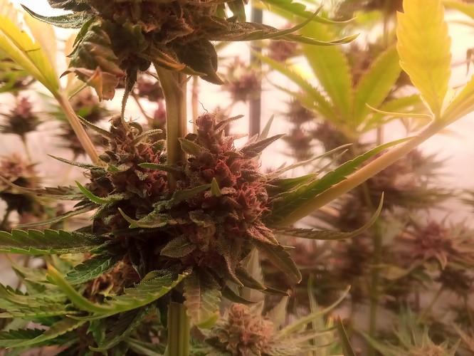 Growreport Bild 50