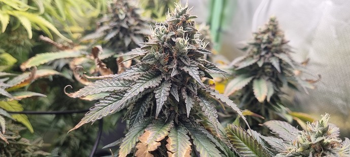 Growreport Bild 31