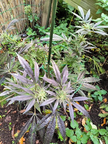 Growreport Bild 1