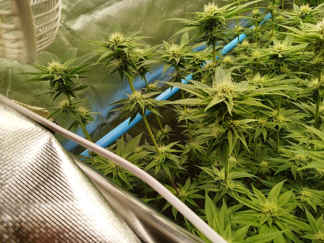 Growreport Bild 4