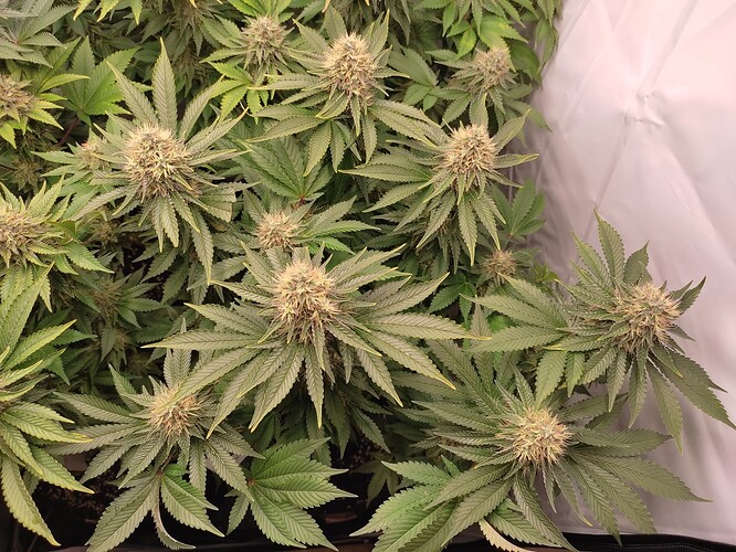 Growreport Bild 22