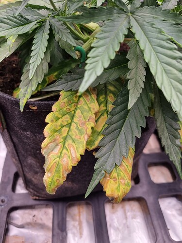 Growreport Bild 24