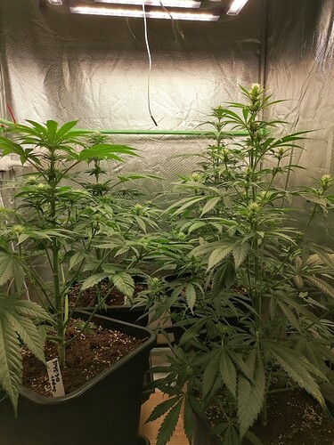 Growreport Bild 6