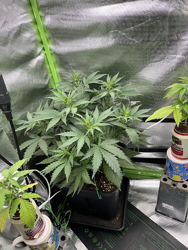 Growreport Bild 1