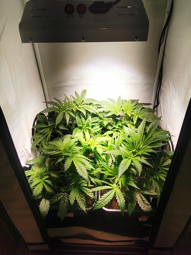 Growreport Bild 3