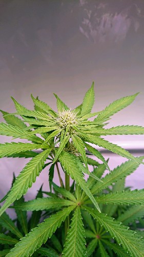Growreport Bild 16