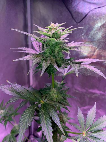 Growreport Bild 17