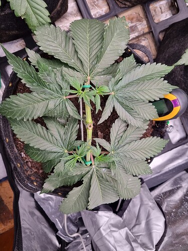 Growreport Bild 4