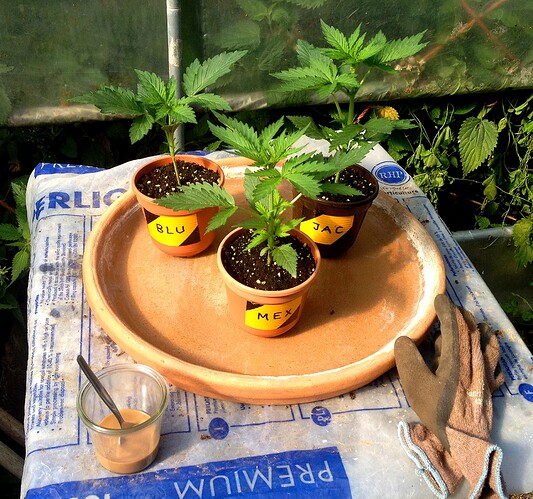 073_morgens_08_FastBuds