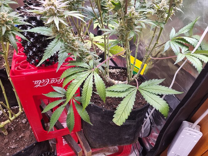 Growreport Bild 5
