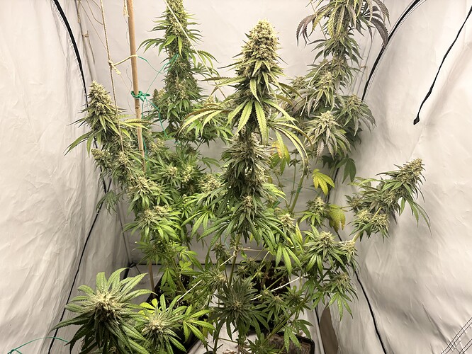 Growreport Bild 30