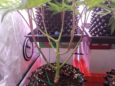 Growreport Bild 8