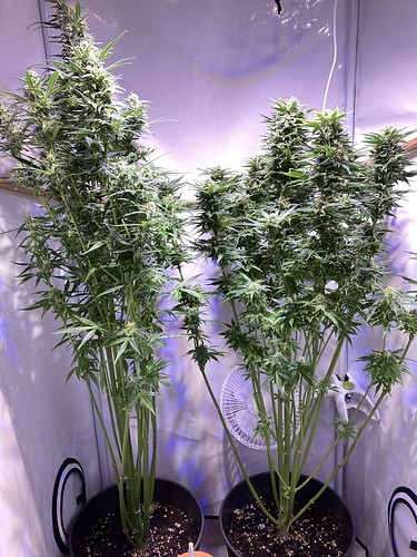 Growreport Bild 12