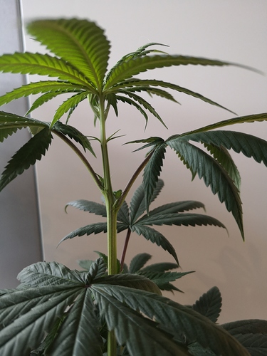 Growreport Bild 6