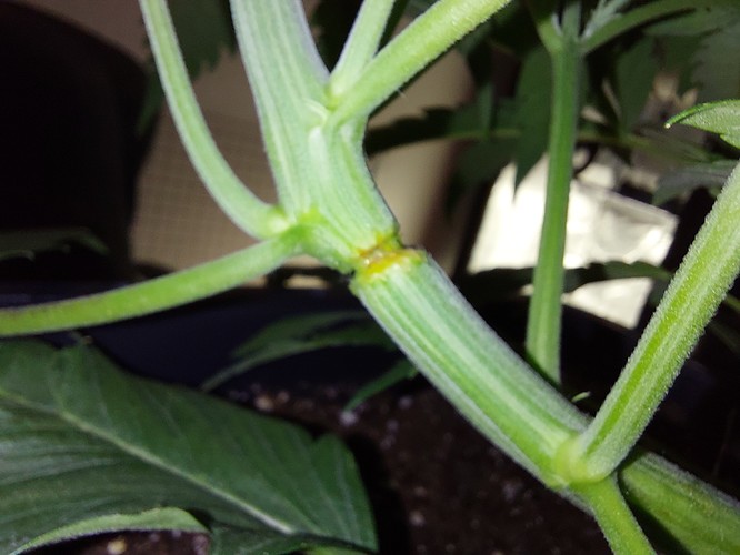 Growreport Bild 7