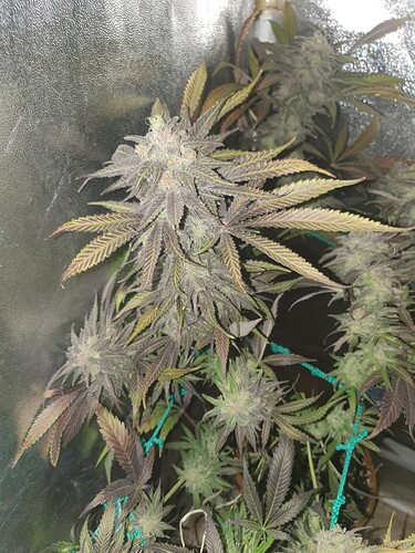 Growreport Bild 2