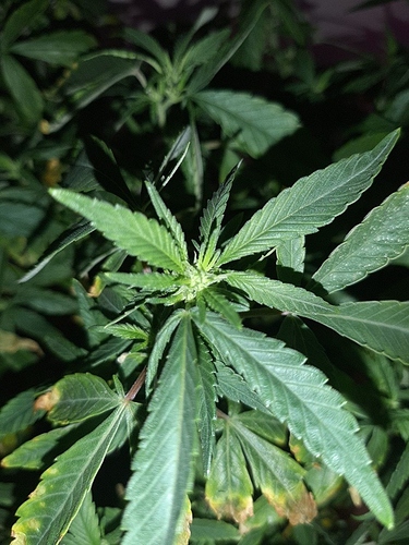 Growreport Bild 3