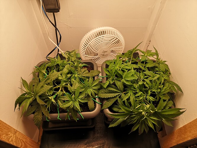 Growreport Bild 2