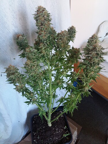 Growreport Bild 15